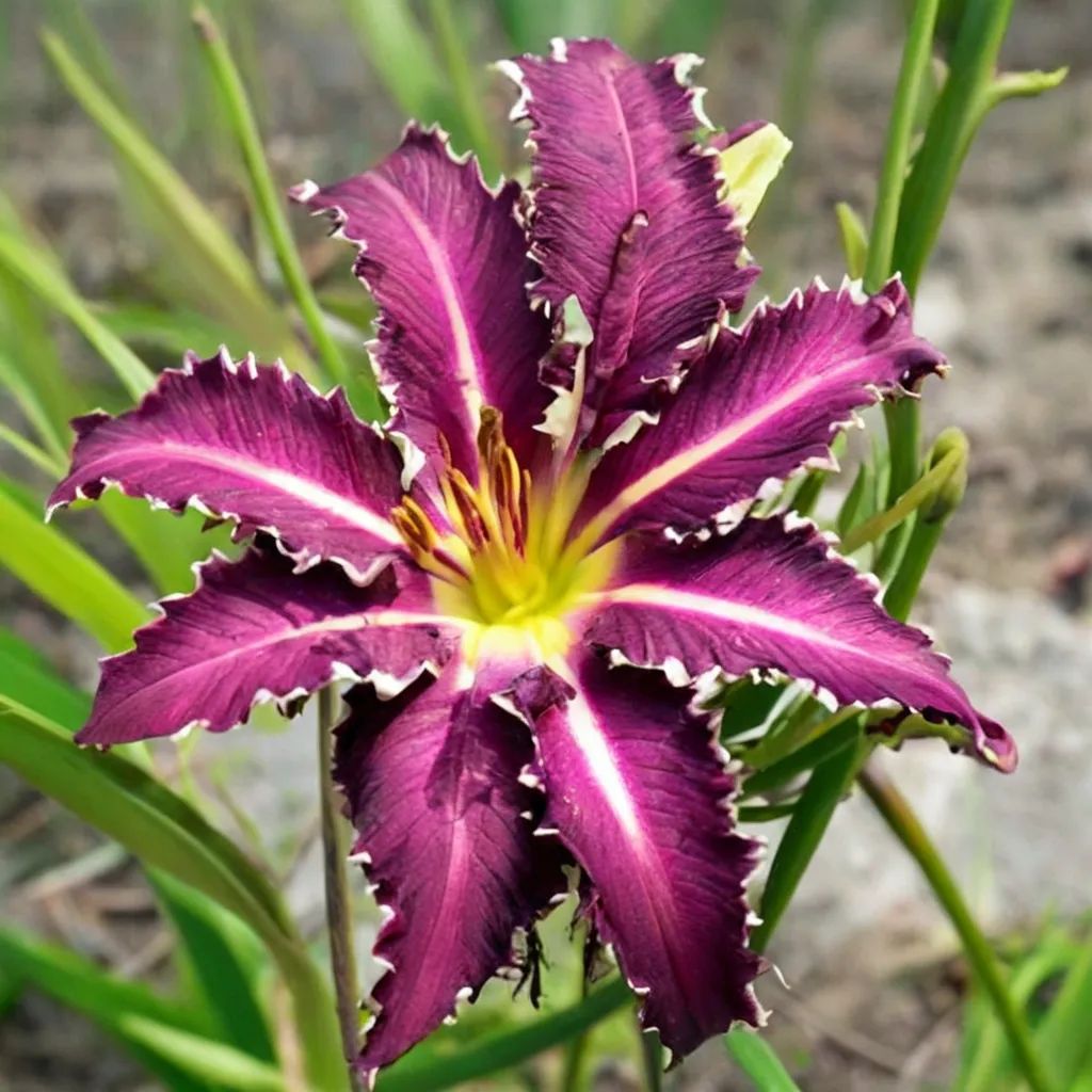 Hemerocallis x hybrida 'Snaggle Tooth'