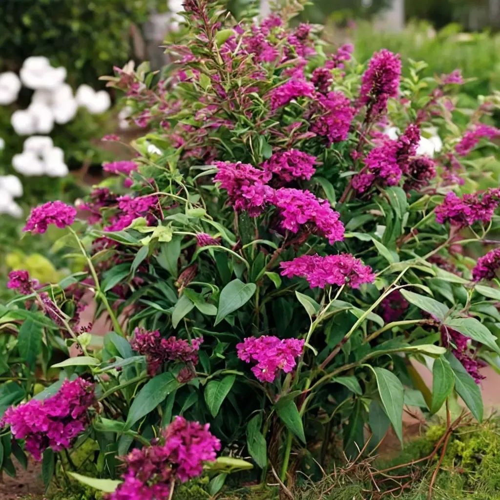 Buddleia davidii 'Royal Red'