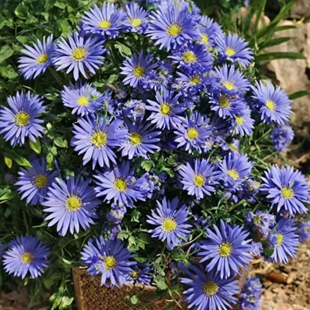 Aster dumosus 'Sapphire'