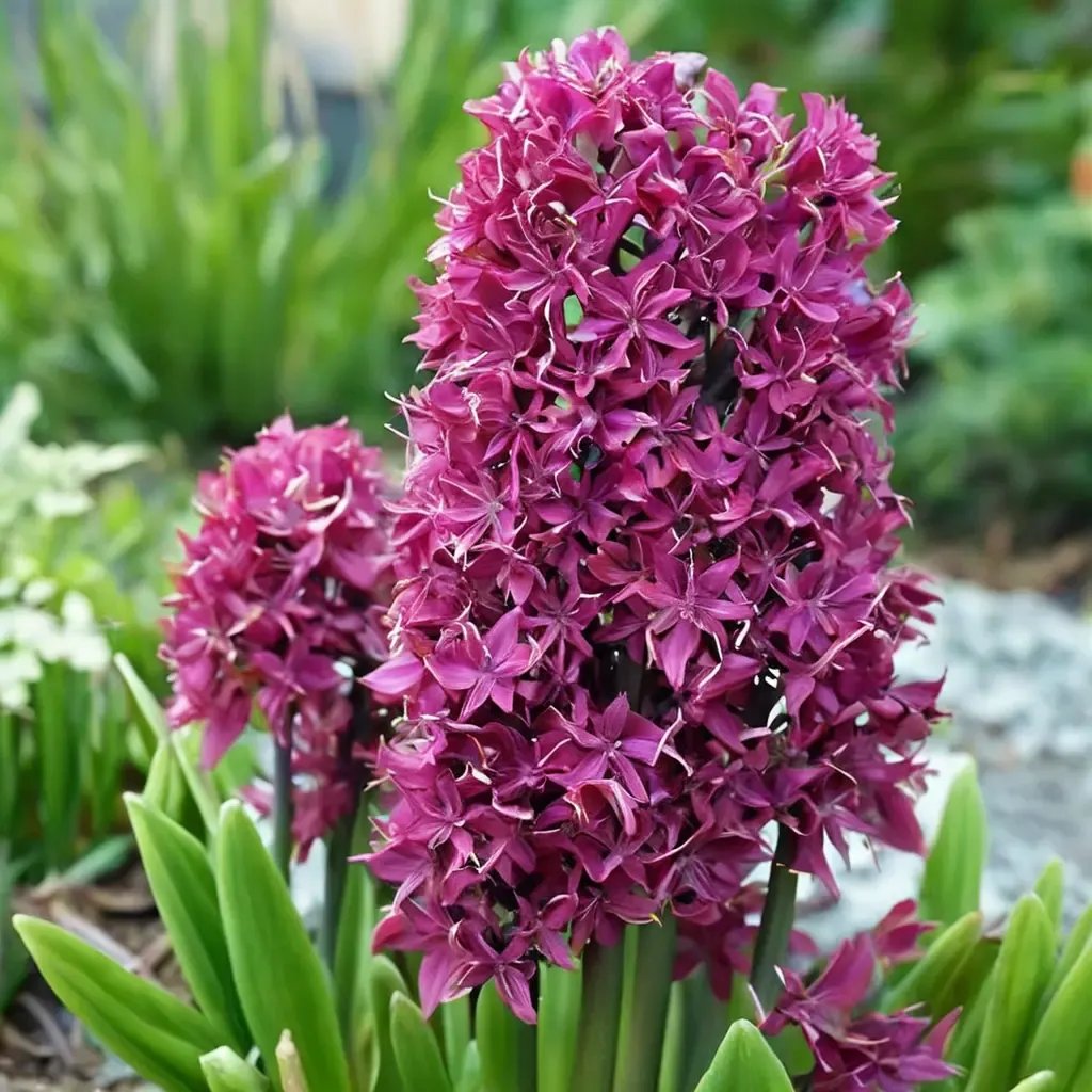 Hyacinthus orientalis 'Woodstock'