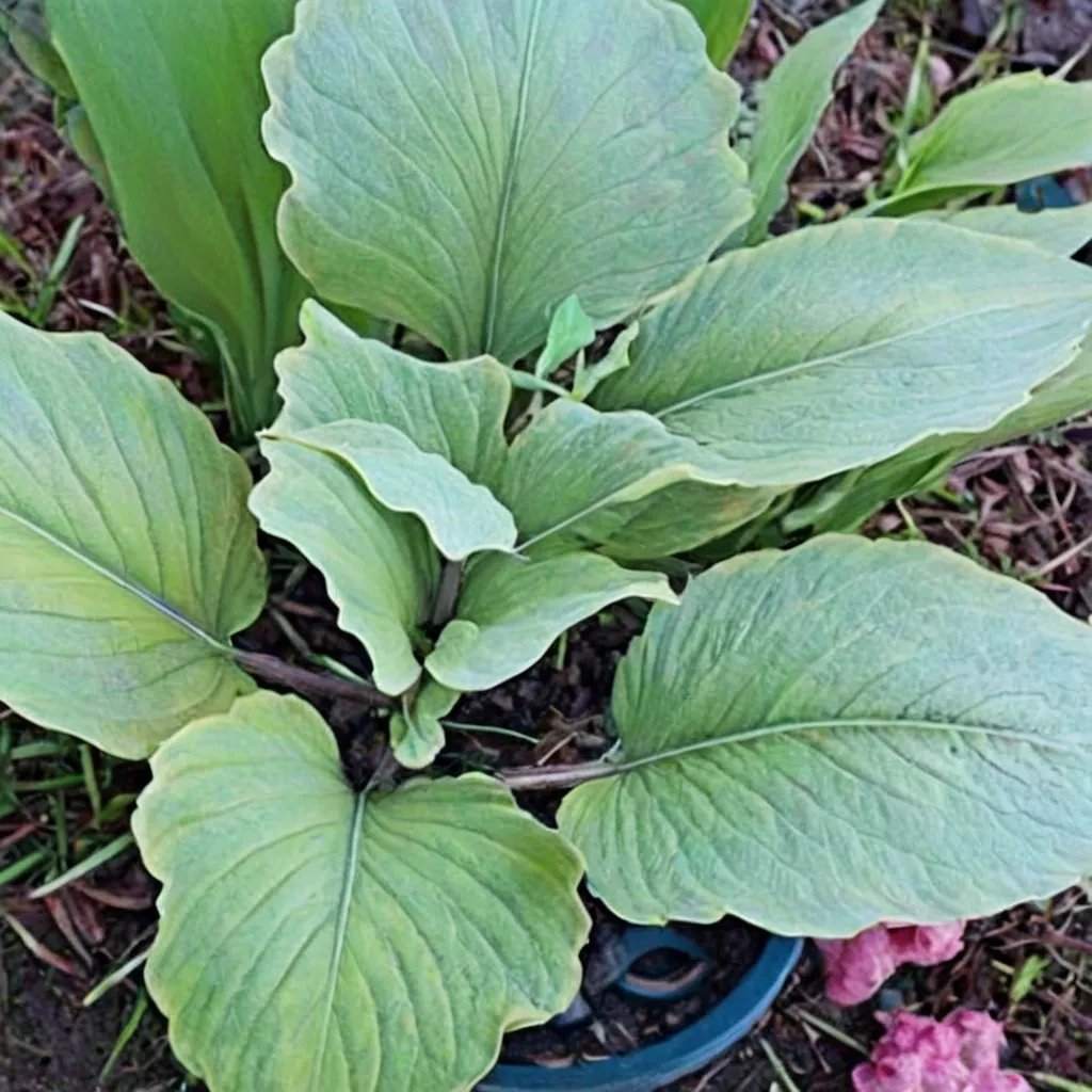 Hosta x hybrida 'Number Nine'