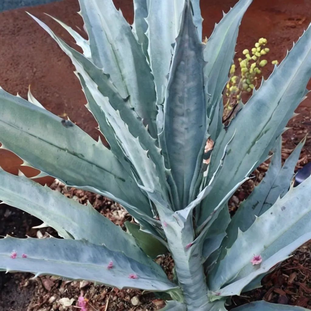 Agave x protamericana 'Lemon Lime'