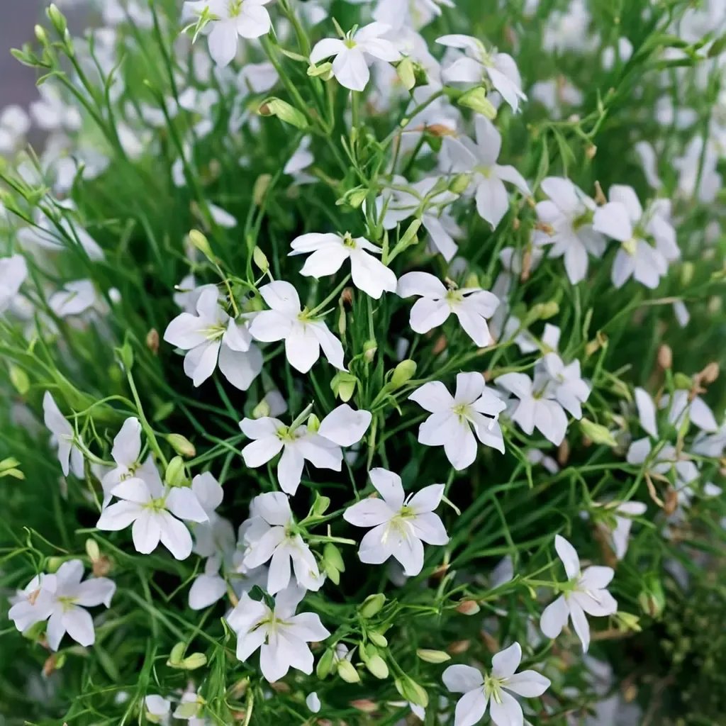 Lobelia erinus 'Fountain White'
