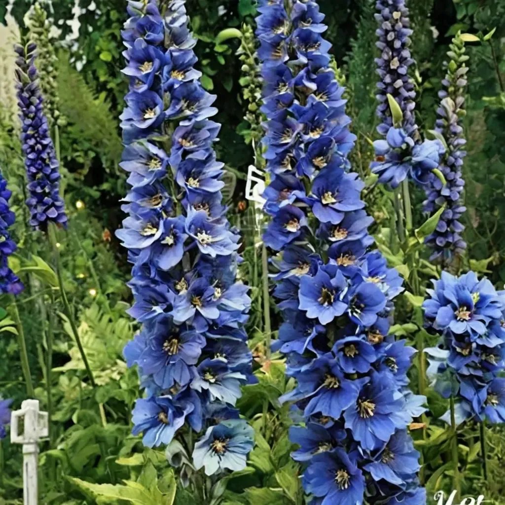 Delphinium elatum 'Blue Buccaneers'
