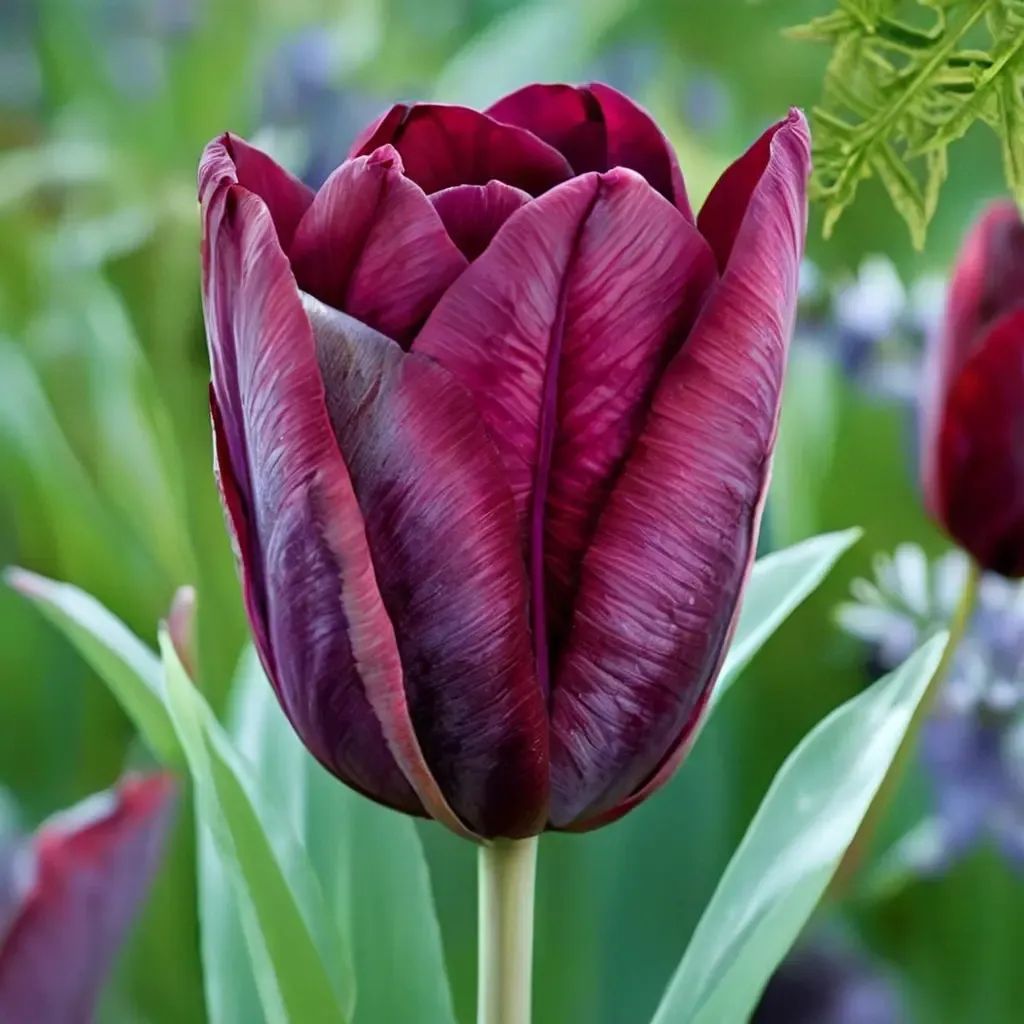 Tulipa tulipa 'Ronaldo'