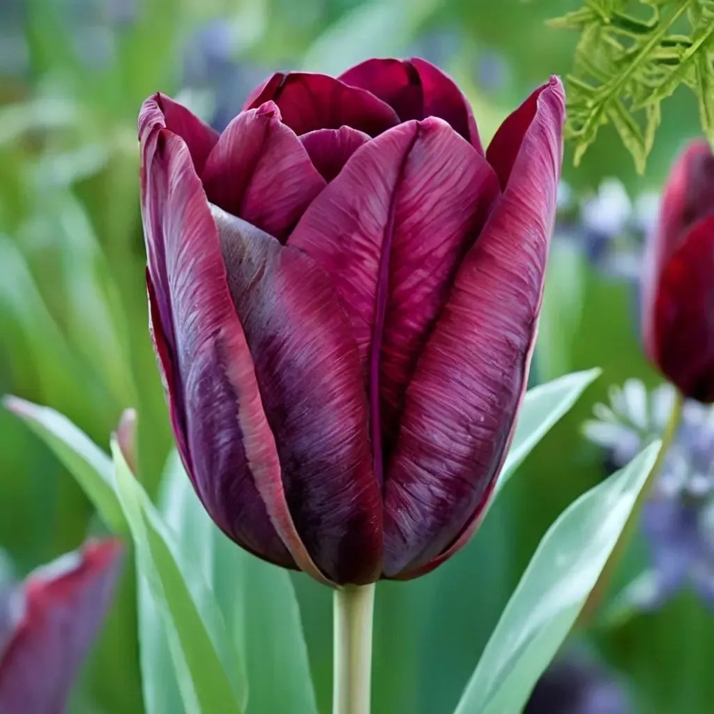 Tulipa tulipa 'Ronaldo'