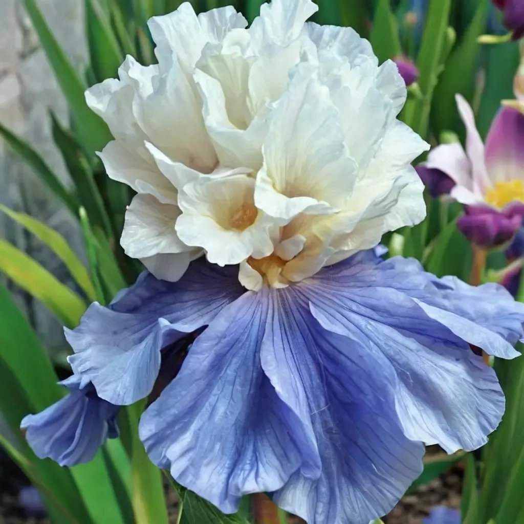 Iris ensata 'Stairway to Heaven'
