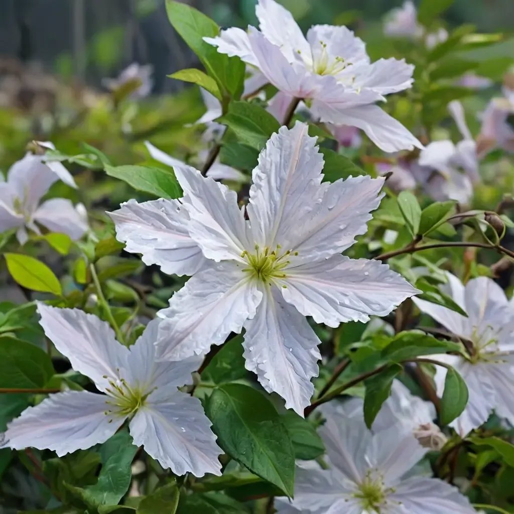 Clematis viticella 'Prince George'
