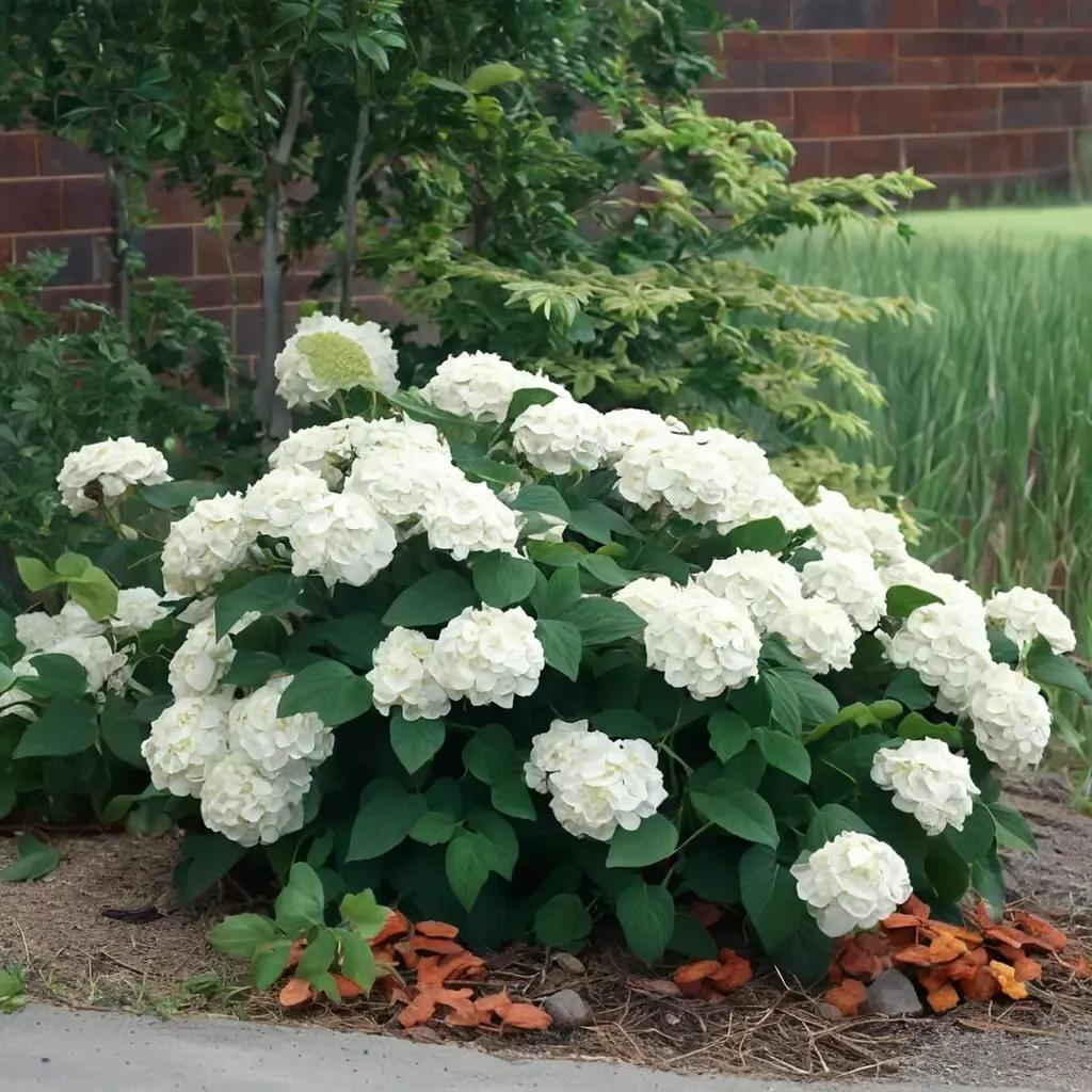 Incrediball Hydrangea