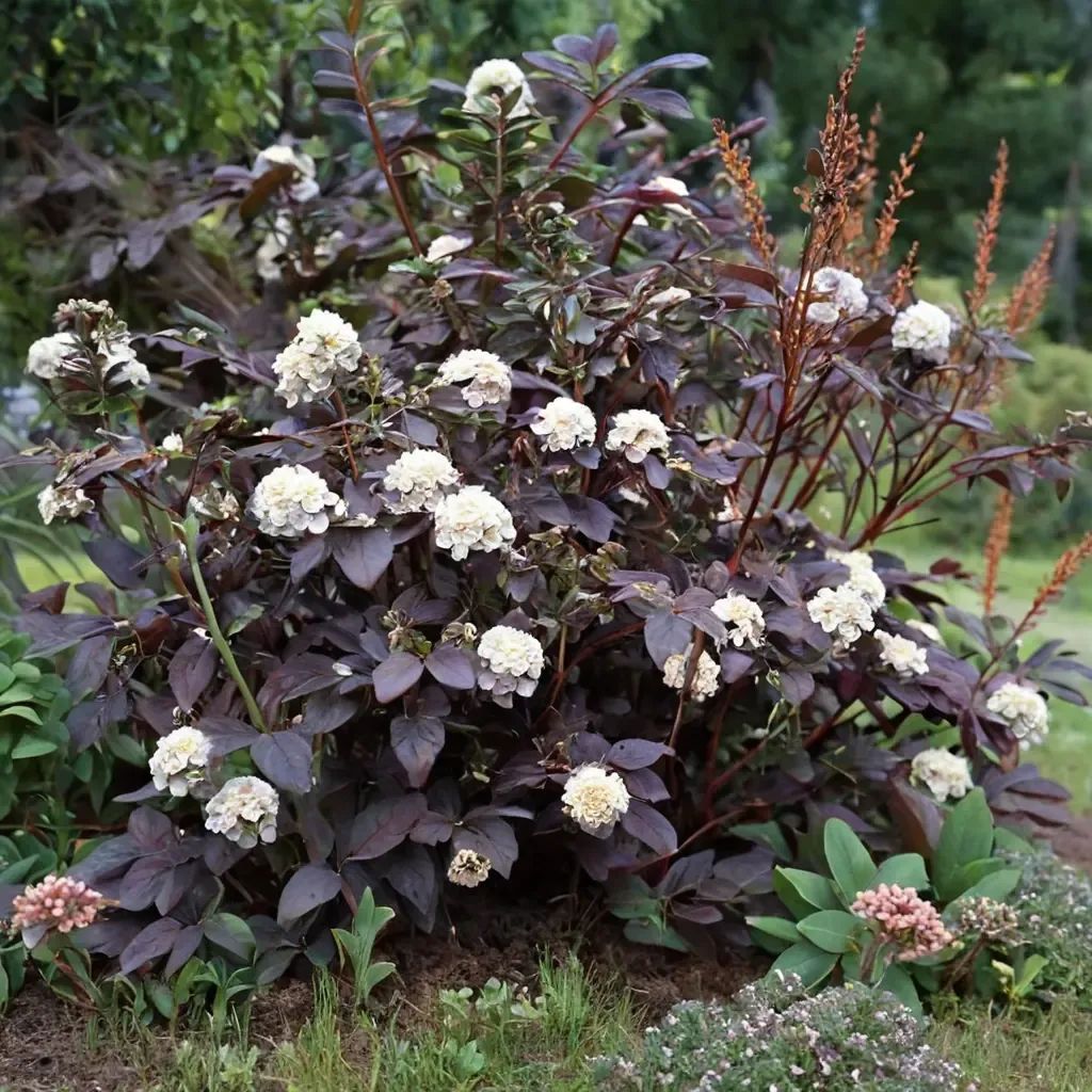 Physocarpus opulifolius 'Diabolo'