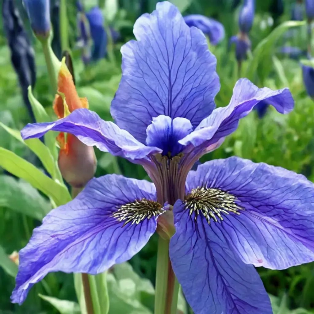 Iris sibirica 'Welcome Return'