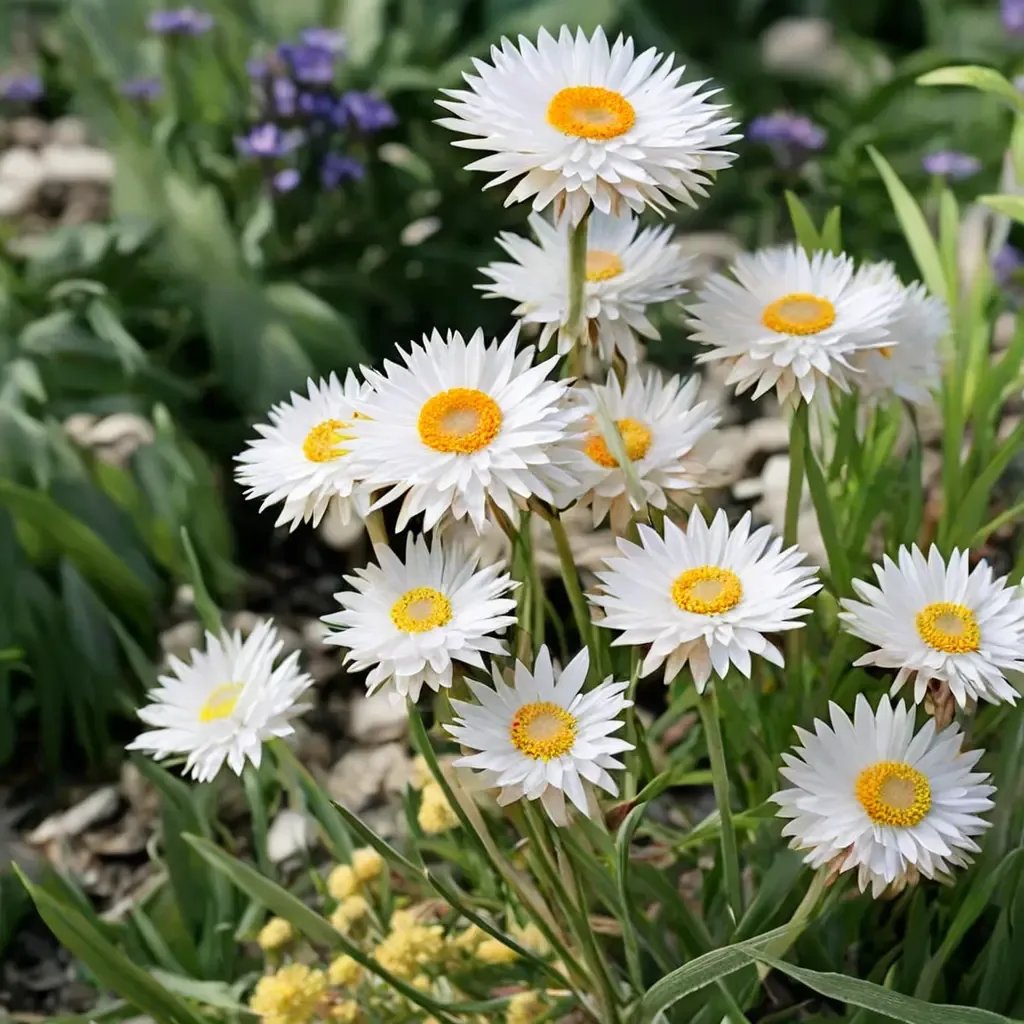 Helichrysum bracteatum 'Double White'