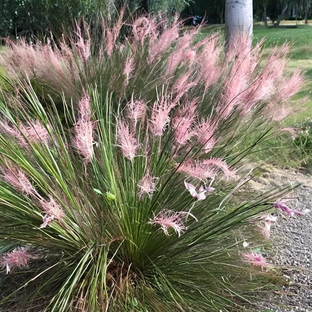 Muhlenbergia sericea