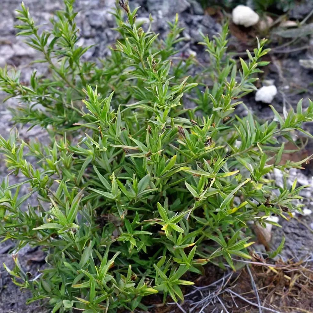 Satureja montana