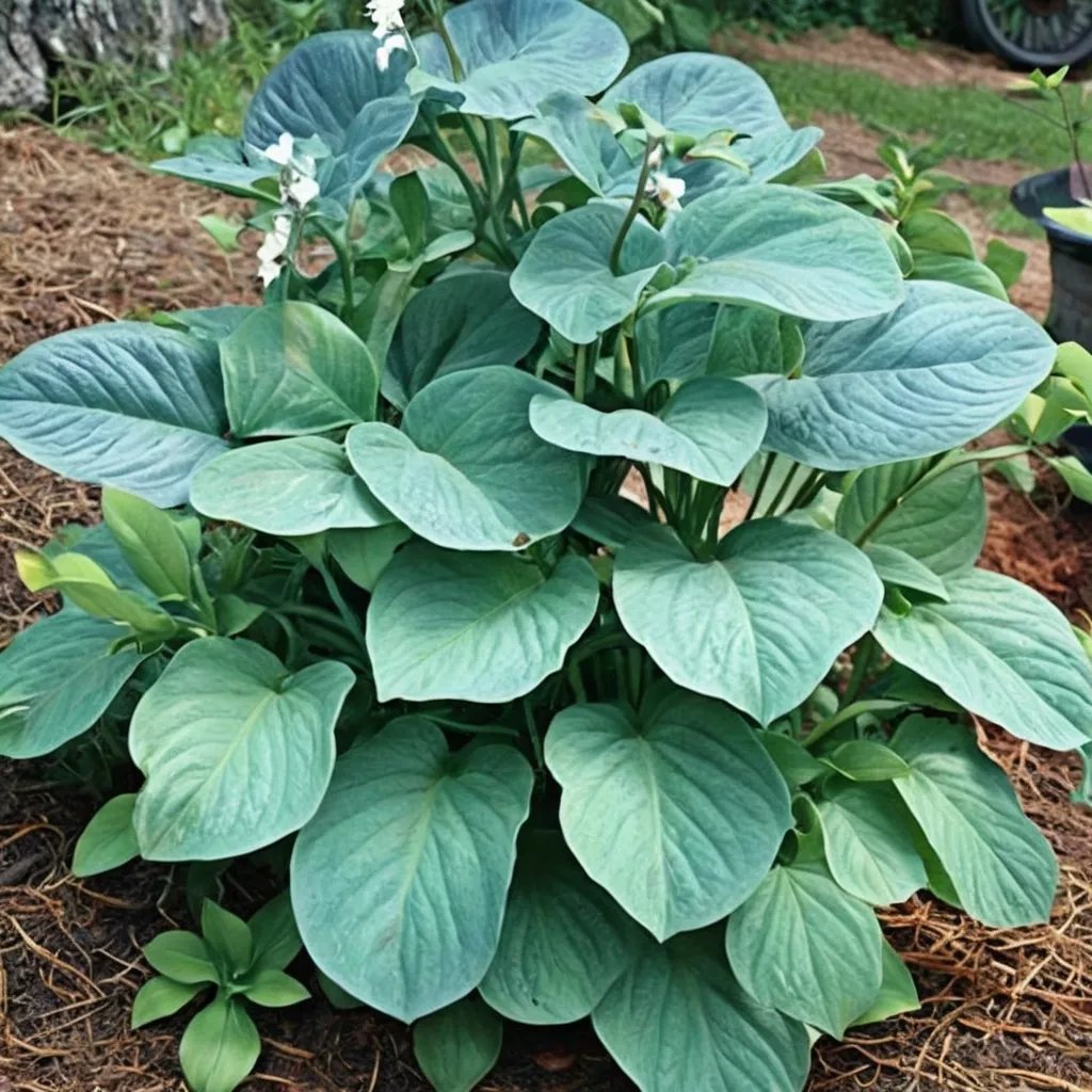 Hosta x hybrida 'Mississippi Delta'