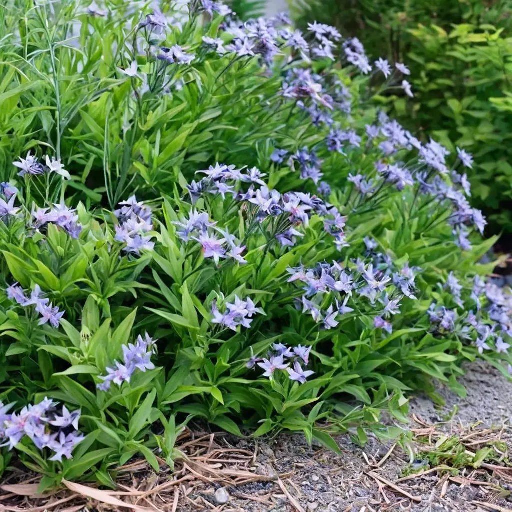 Amsonia orientalis 'Blue Ice'
