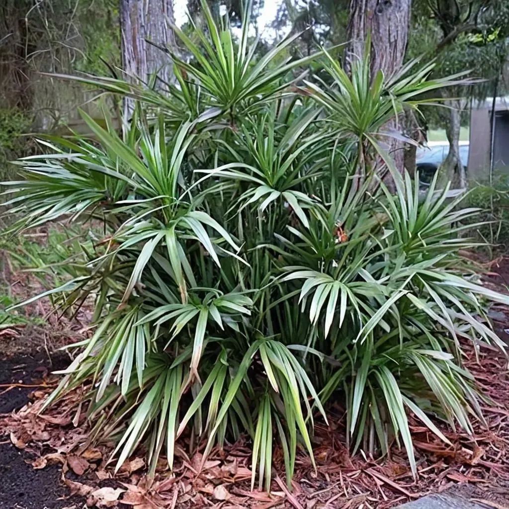 Rhapidophyllum hystrix