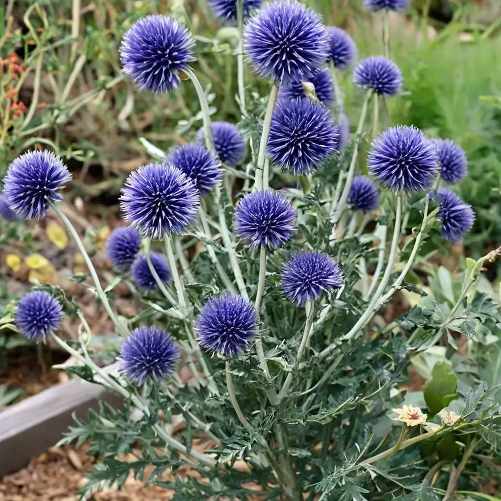 Echinops ritro 'ruthenicus'