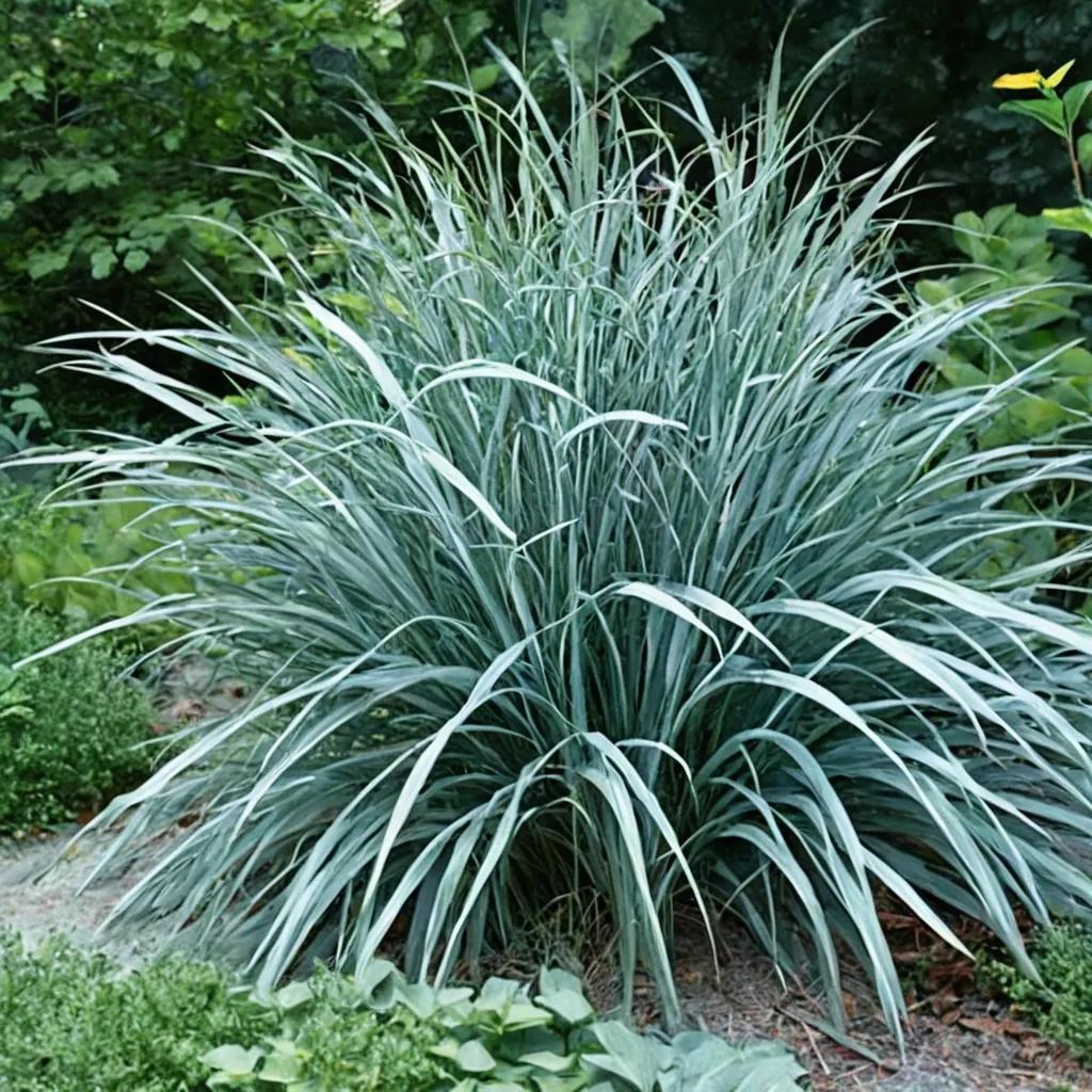 Switchgrass