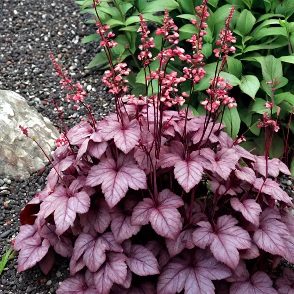 Heuchera x hybrida 'Grape Soda'