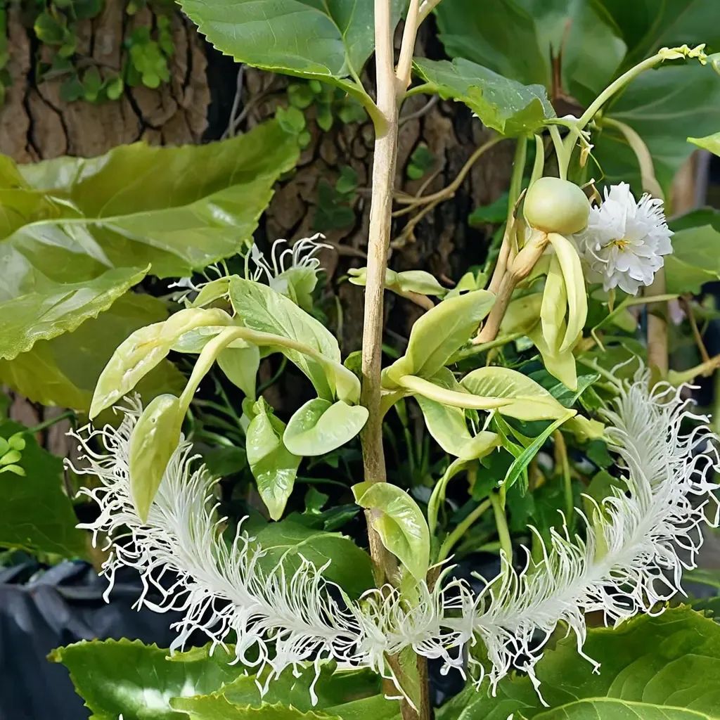 Passiflora edulis 'Frederick'