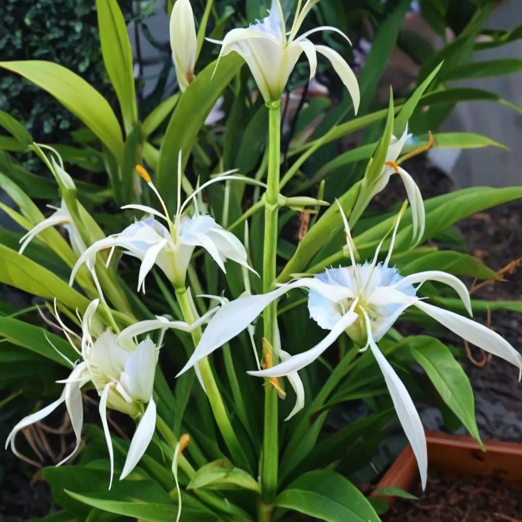 Hymenocallis riparia