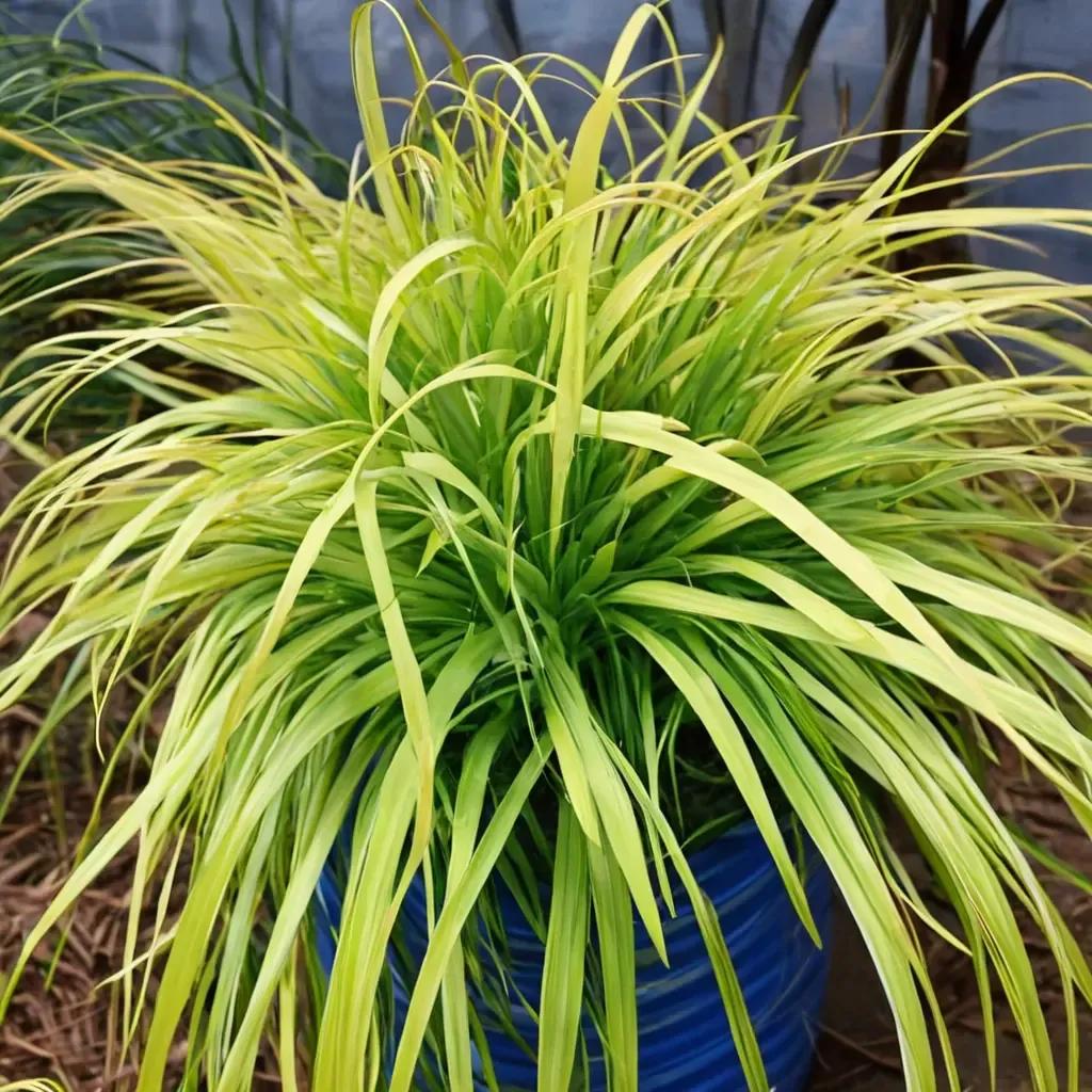 Everillo Sedge