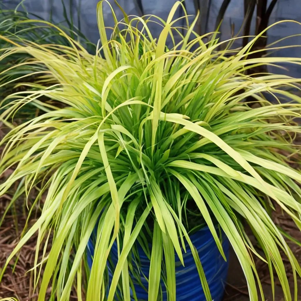 Carex omegata 'Everillo'