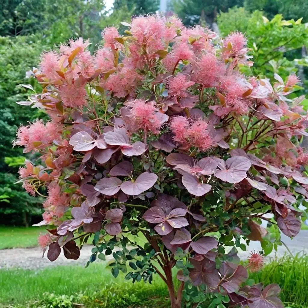 Cotinus coggygria