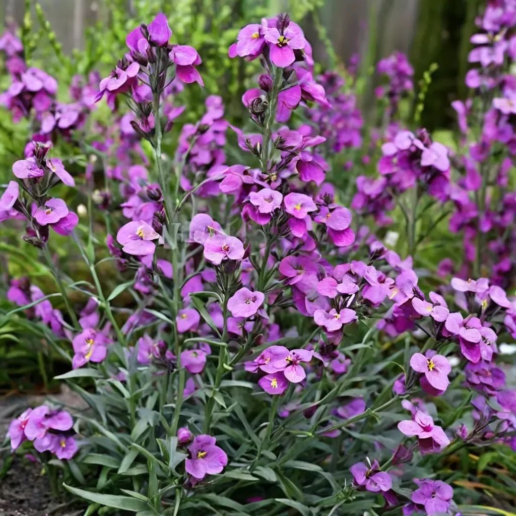 Erysimum cheiri 'Bowles Mauve'