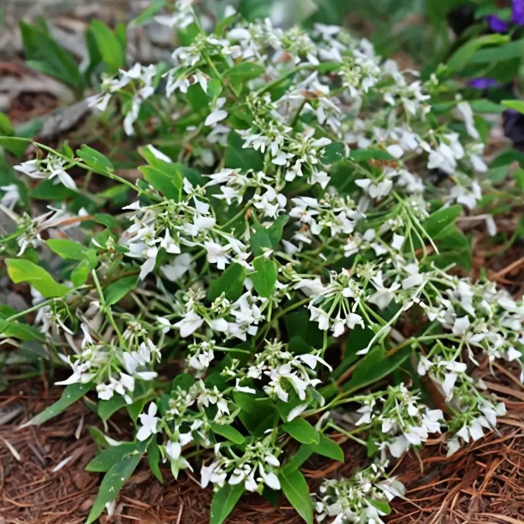 Euphorbia hypericifolia 'Diamond Frost'