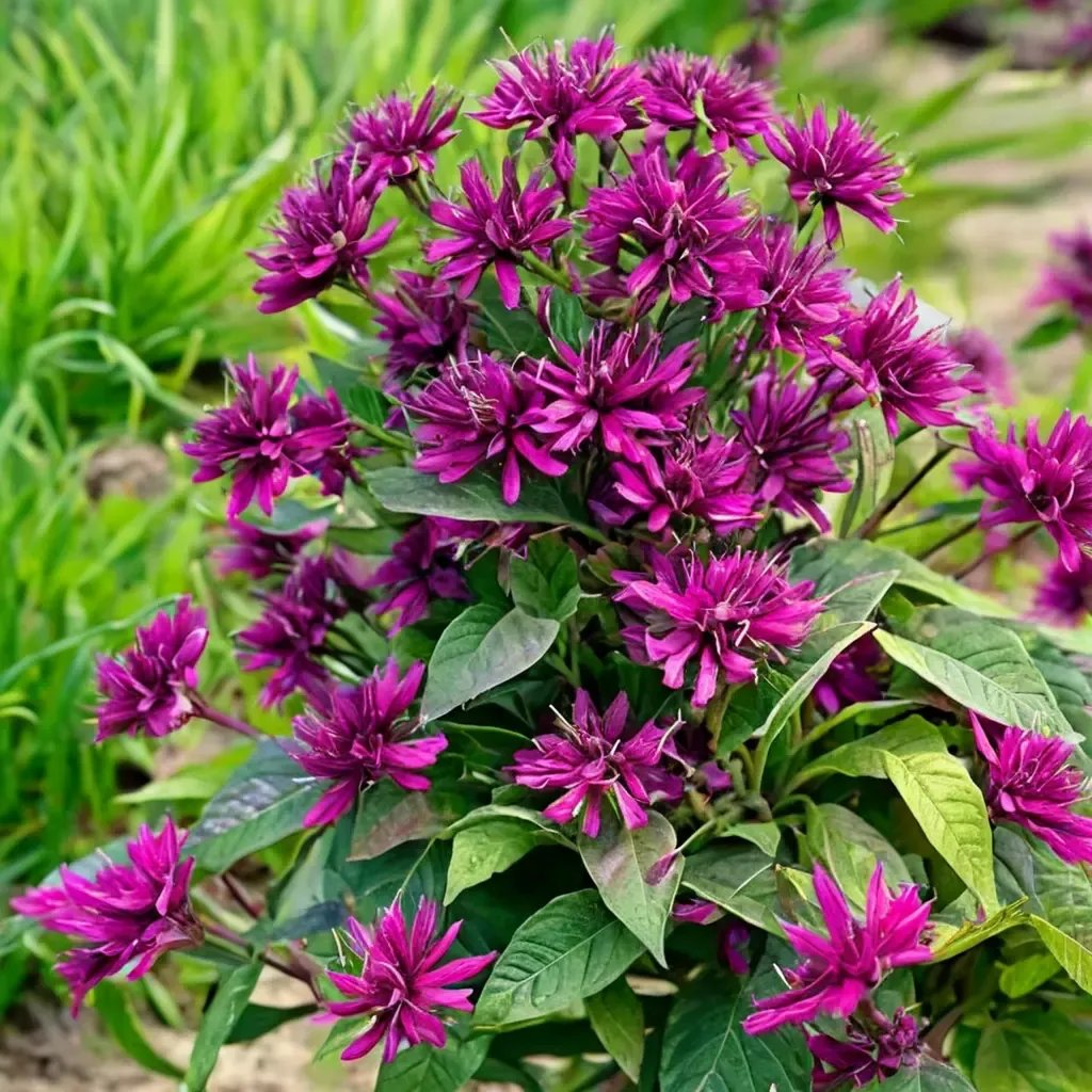Monarda didyma 'Purple'
