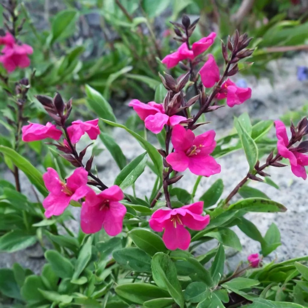 Salvia greggii 'Raspberry Royale'