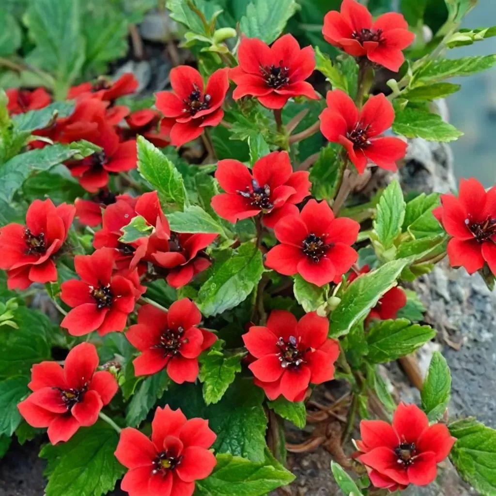 Potentilla fruticosa 'Scarlet Dreams'
