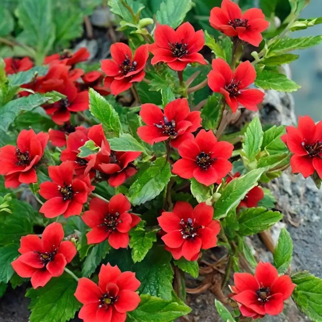 Potentilla fruticosa 'Scarlet Dreams'