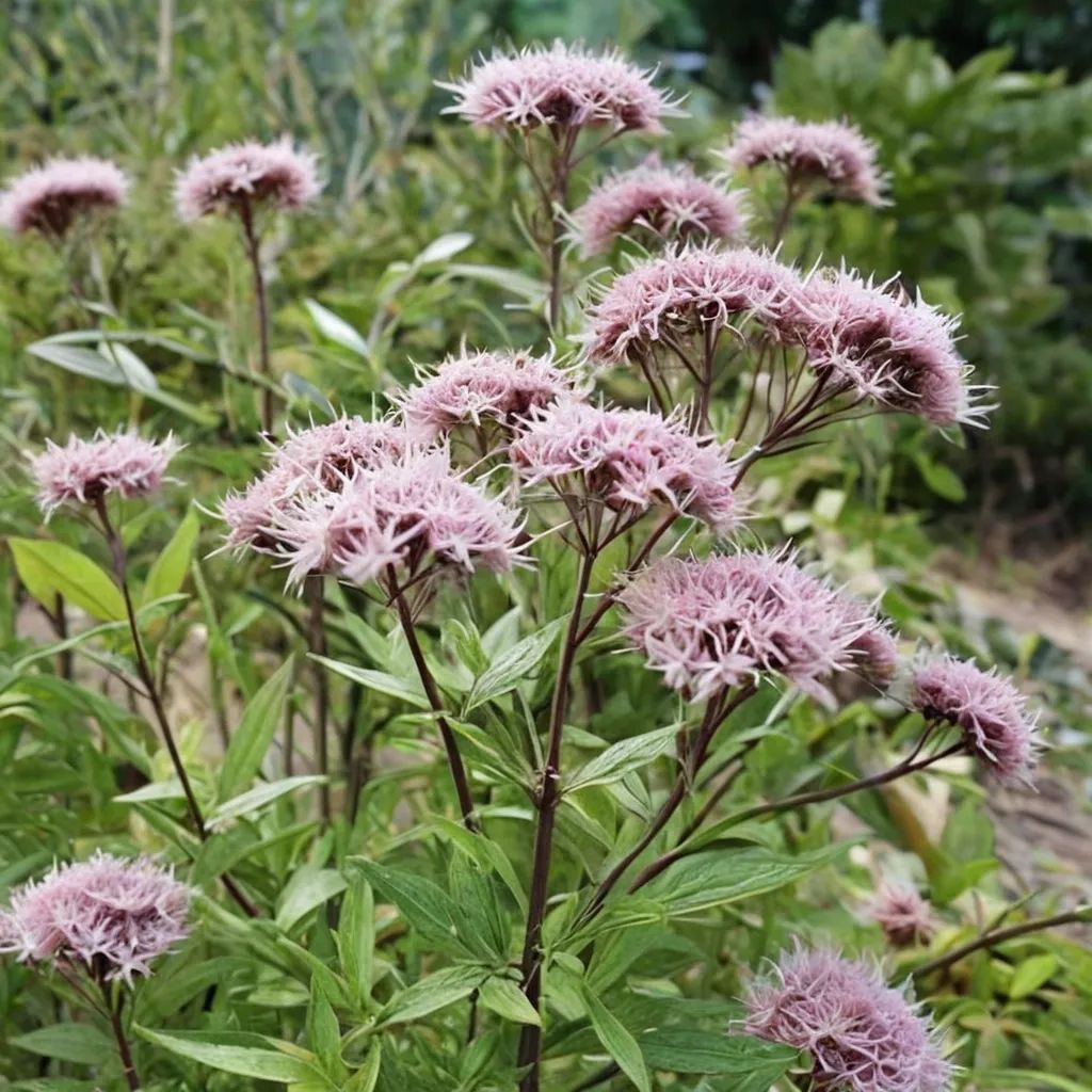 Eupatorium cannabinum