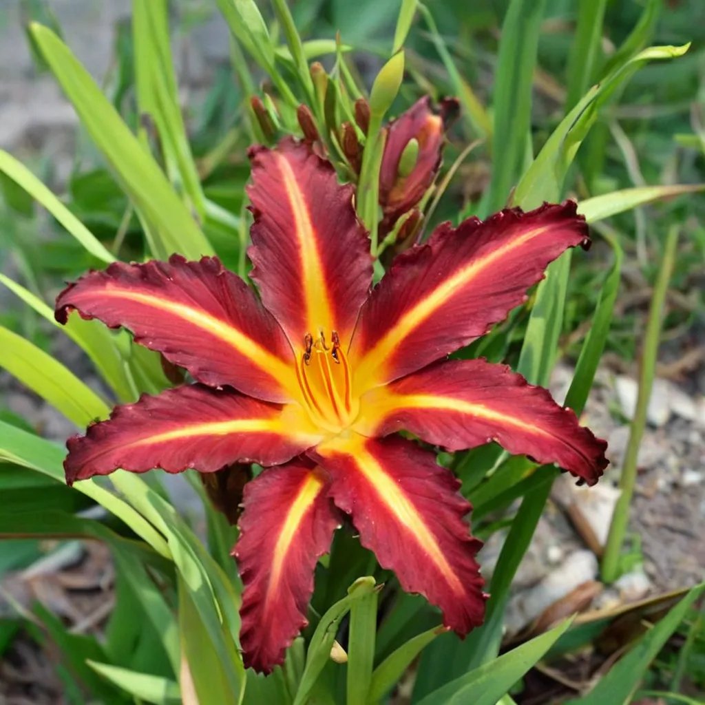 Hemerocallis x hybrida 'Autumn Red'
