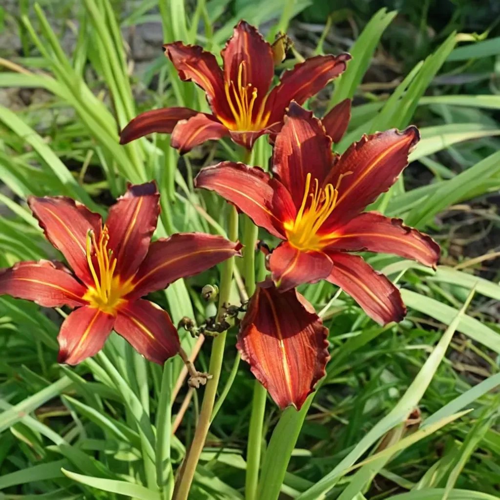 Hemerocallis fulva 'Sammy Russell'