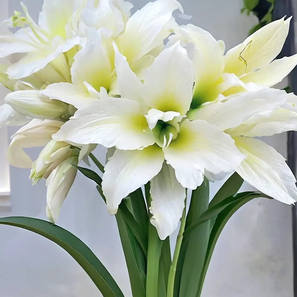Hippeastrum x hybrida 'Double Ice Queen'