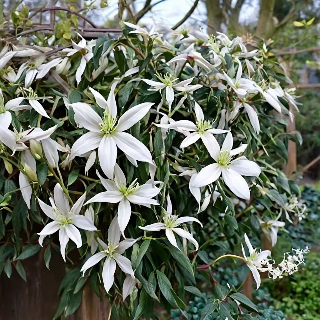 Clematis armandii 'Snowdrift'