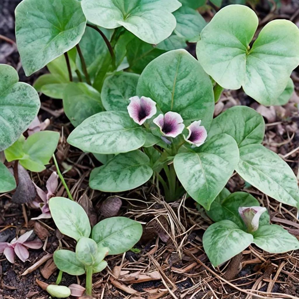 Wild Ginger