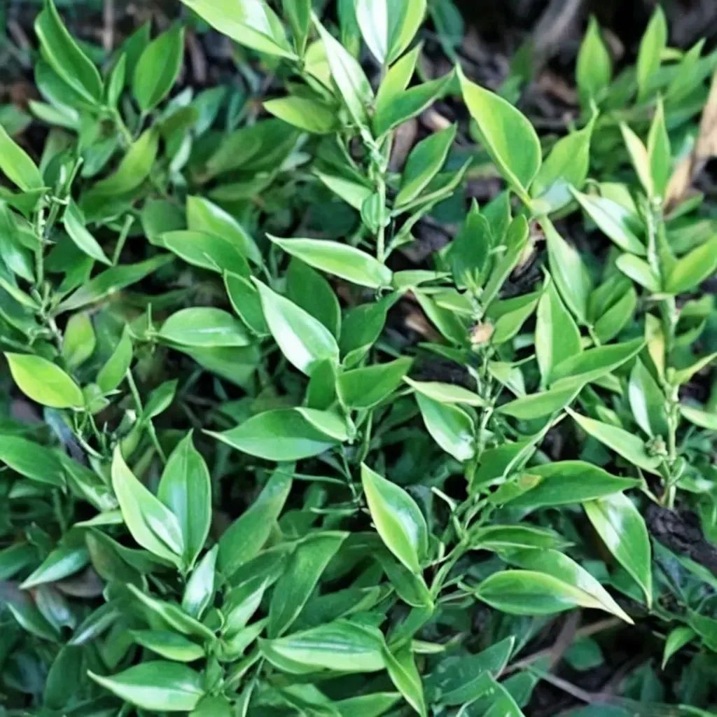 Ruscus hyrcanus