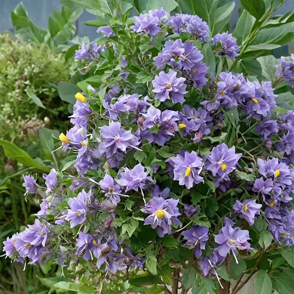 Solanum crispum 'Glasnevin'