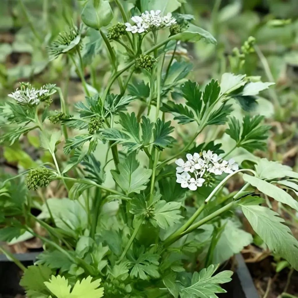 Coriandrum sativum