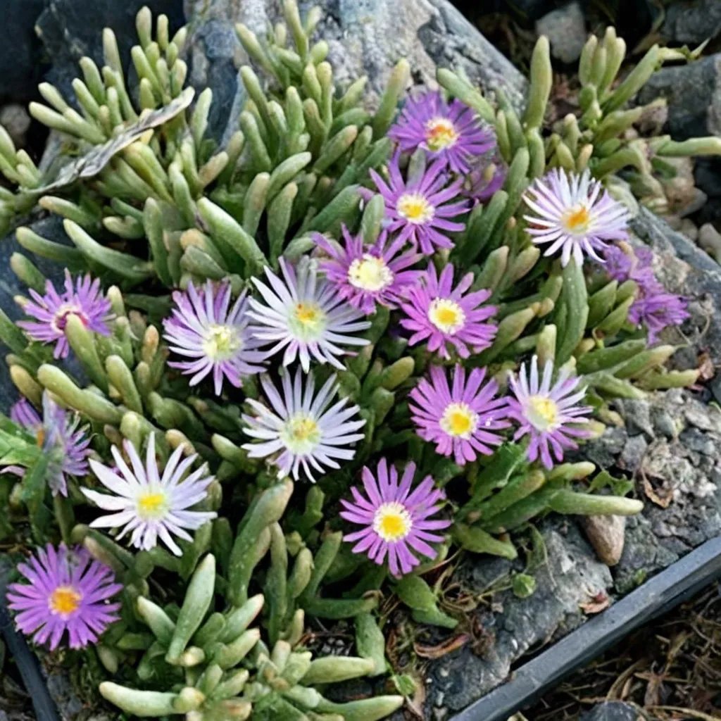 Delosperma macei