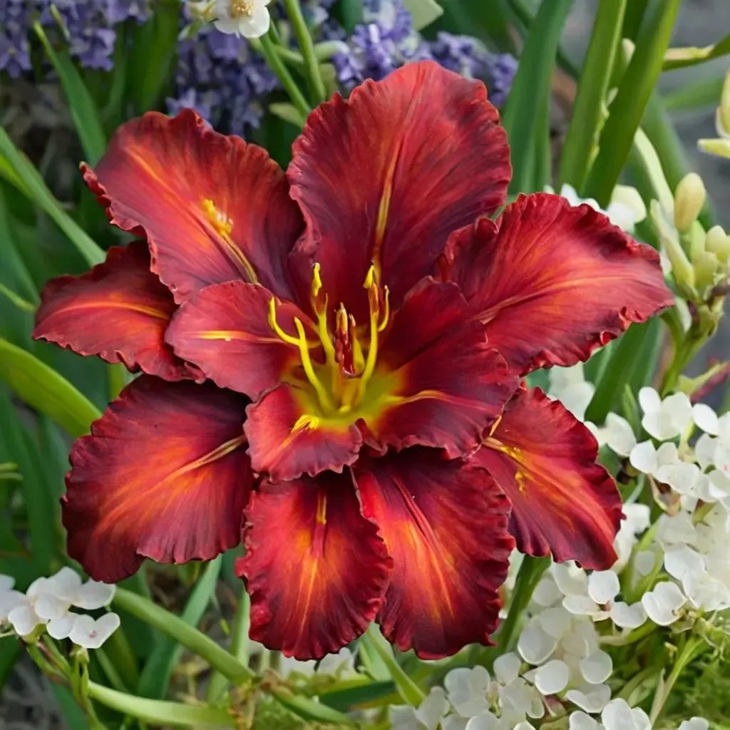 Hemerocallis x hybrida 'Sundried Tomatoes'