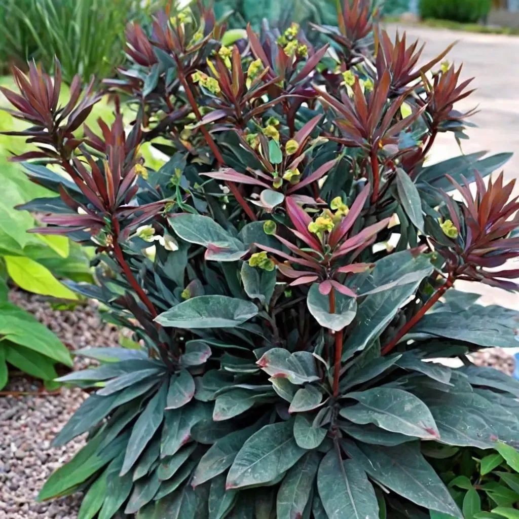 Euphorbia ampliphylla 'Blackbird'