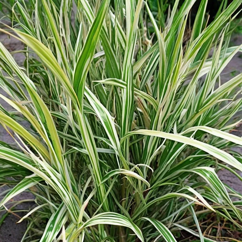 Phalaris arundinacea 'Luteo Picta'