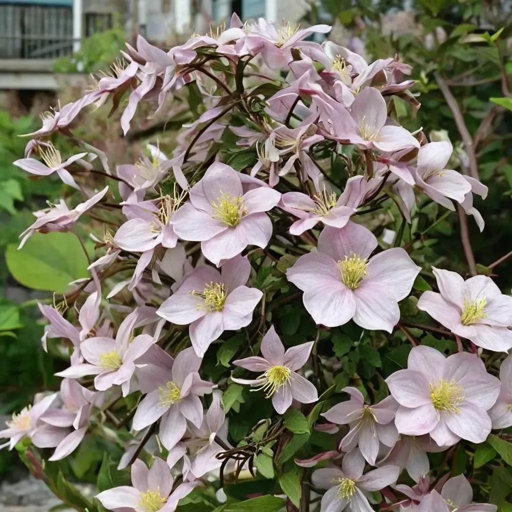 Clematis montana 'Pink Perfection'