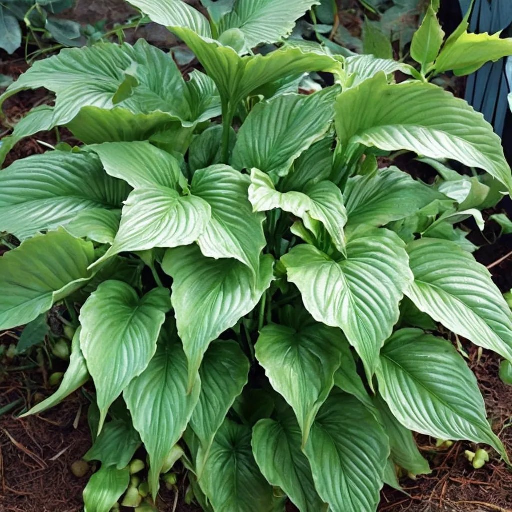 Hosta x hybrida 'Stingray'